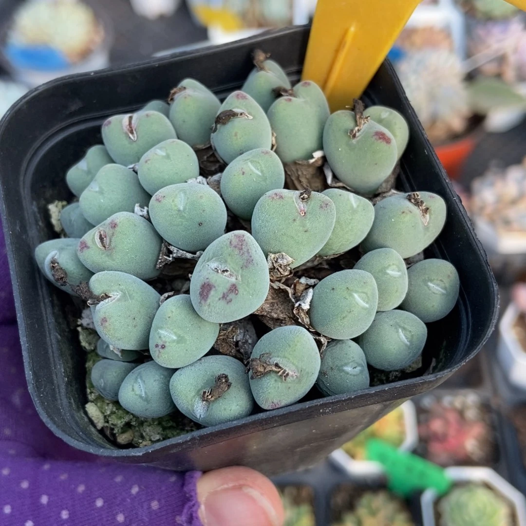 531肉锥多肉植物多肉