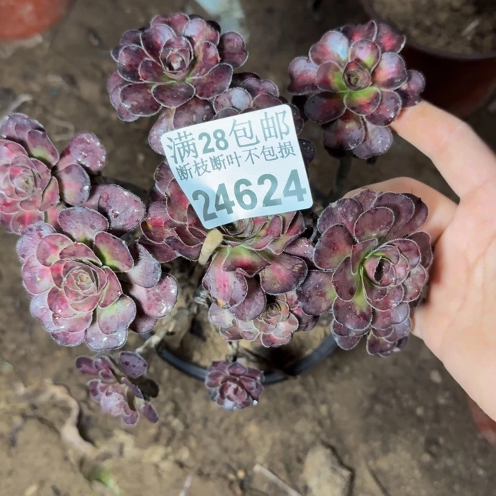 24624南晚霞多肉植物