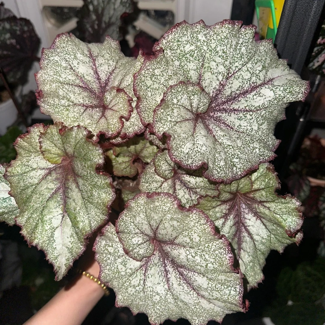 Ds快乐暴风雪秋海棠室内观叶植物耐阴好养易活绿植盆栽适合书房