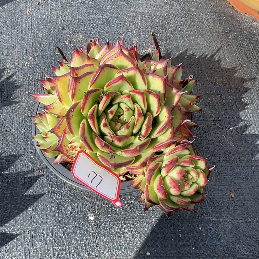 若如东云组拍177