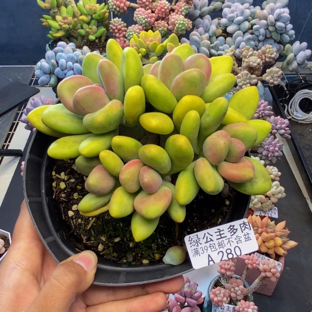 ?****?280芒果奶多肉12c m