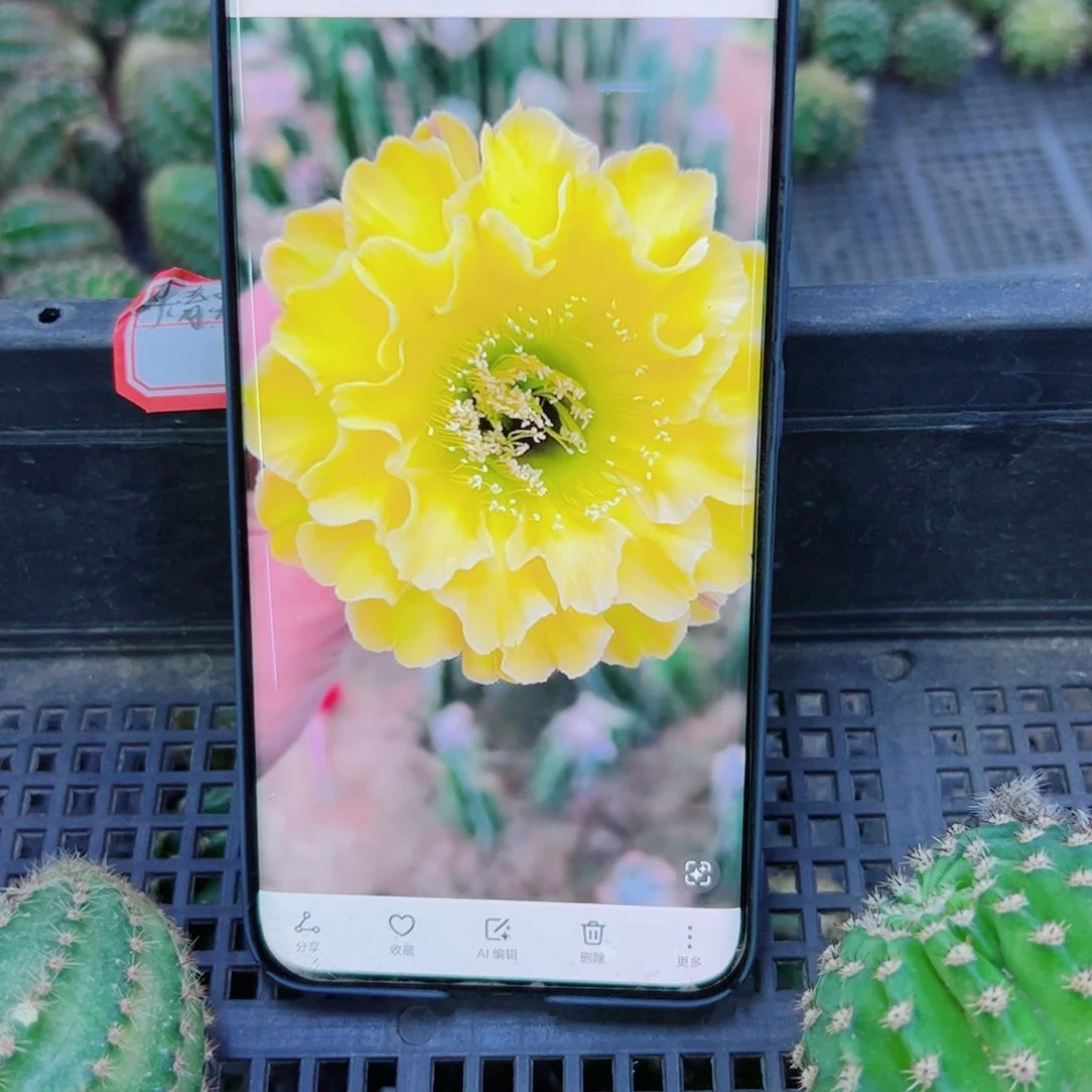 下48彩草精灵歪无根侧芽4公分左右20包邮