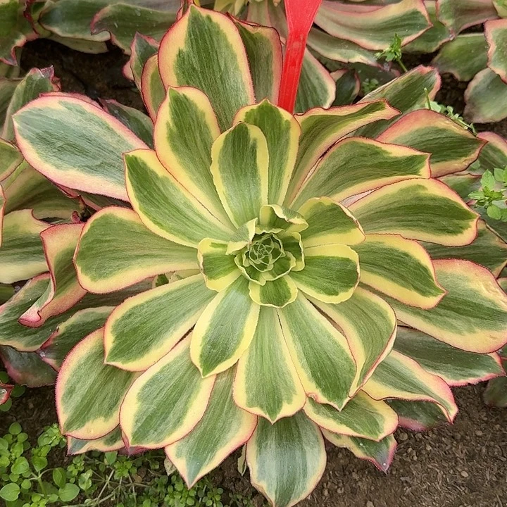 朵*3-1030魅影多肉法师