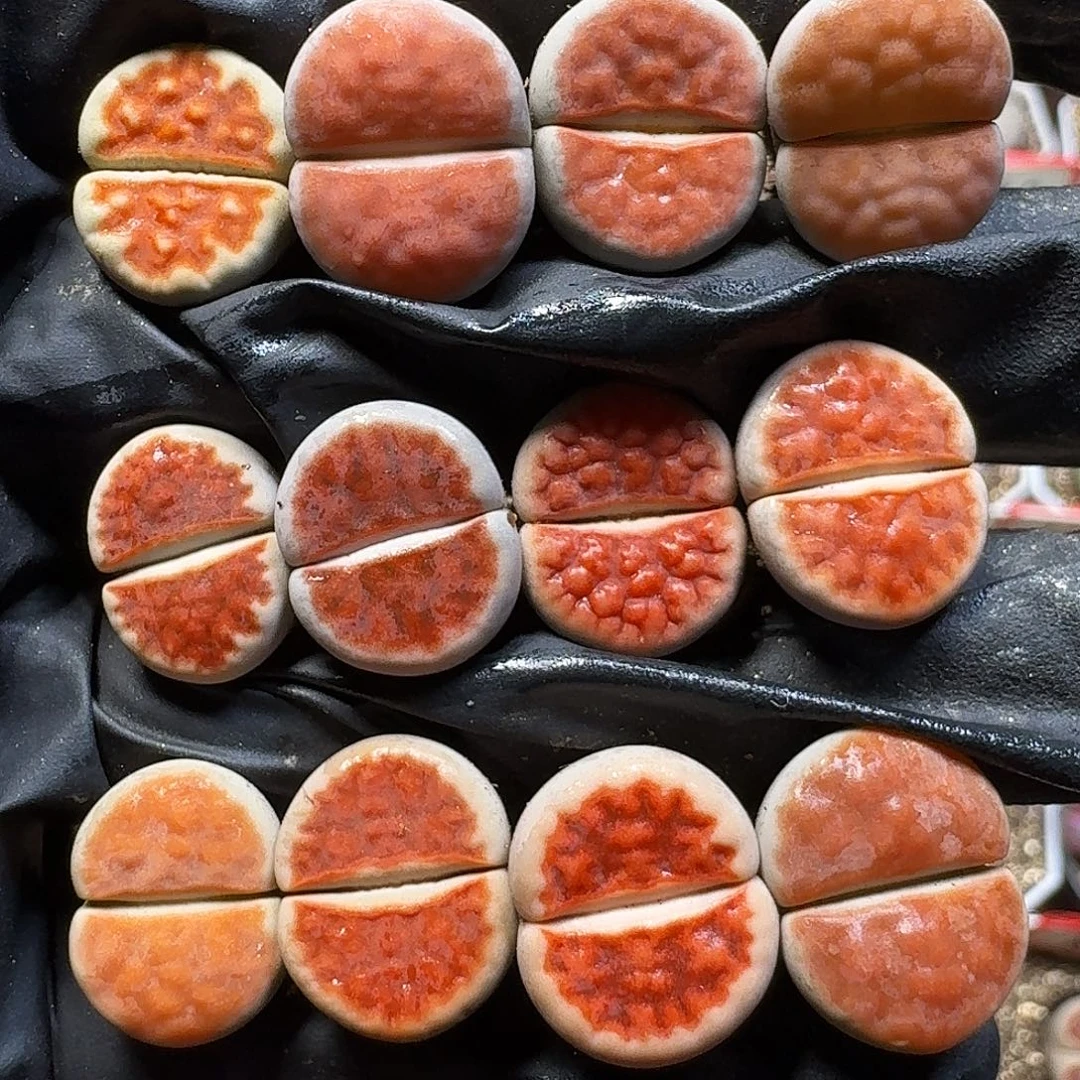 生石花111111。  206