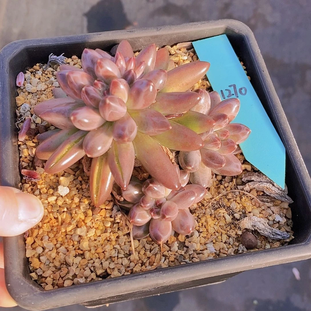 1270多肉植物老桩