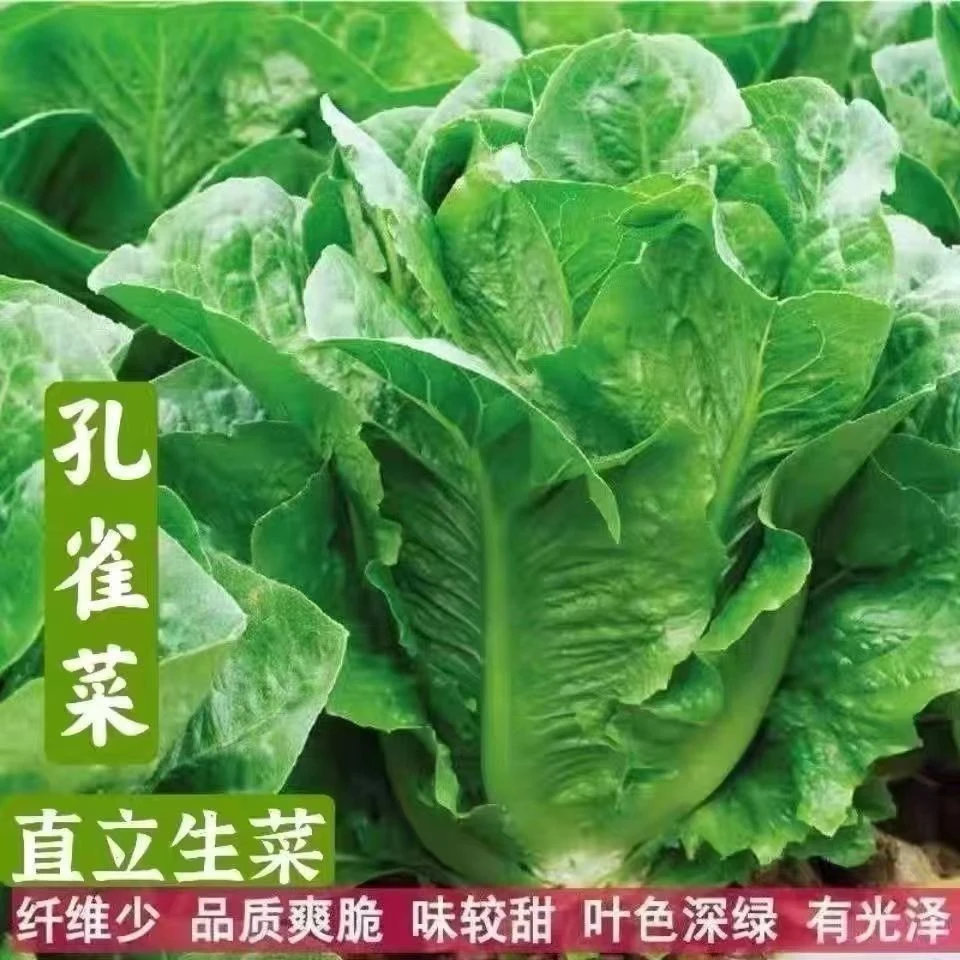 孔雀菜不打药不生虫生吃脆甜高营养直立生菜四季播生菜