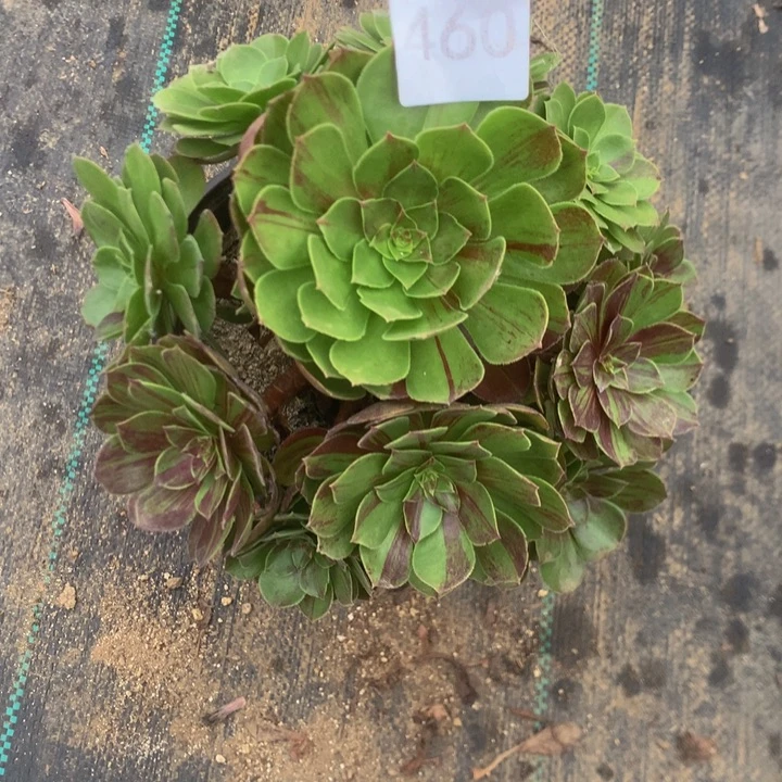 460花月夜多肉植物