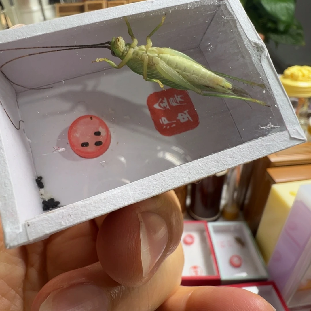 蟋蟀一只长须霍氏漂亮