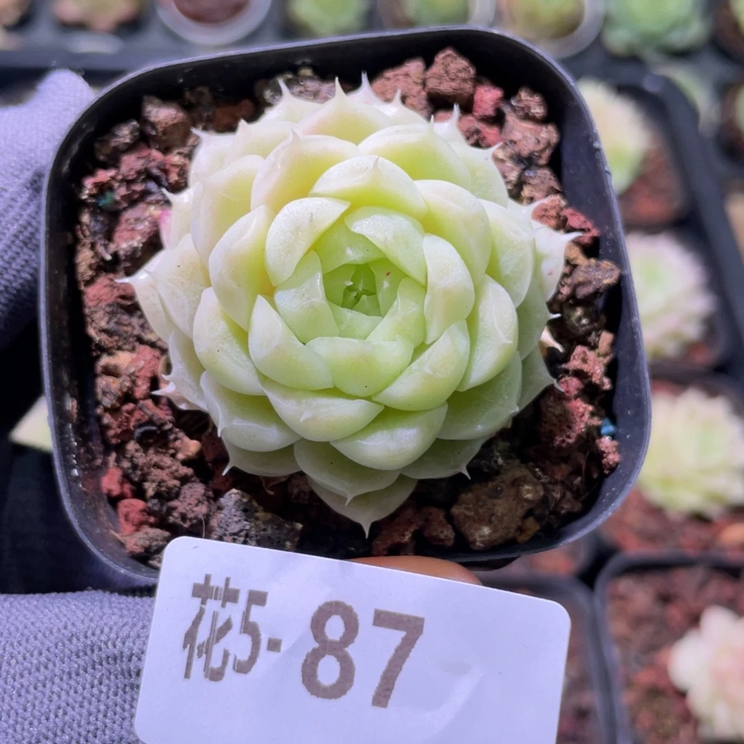 花利美 5-87麦秆