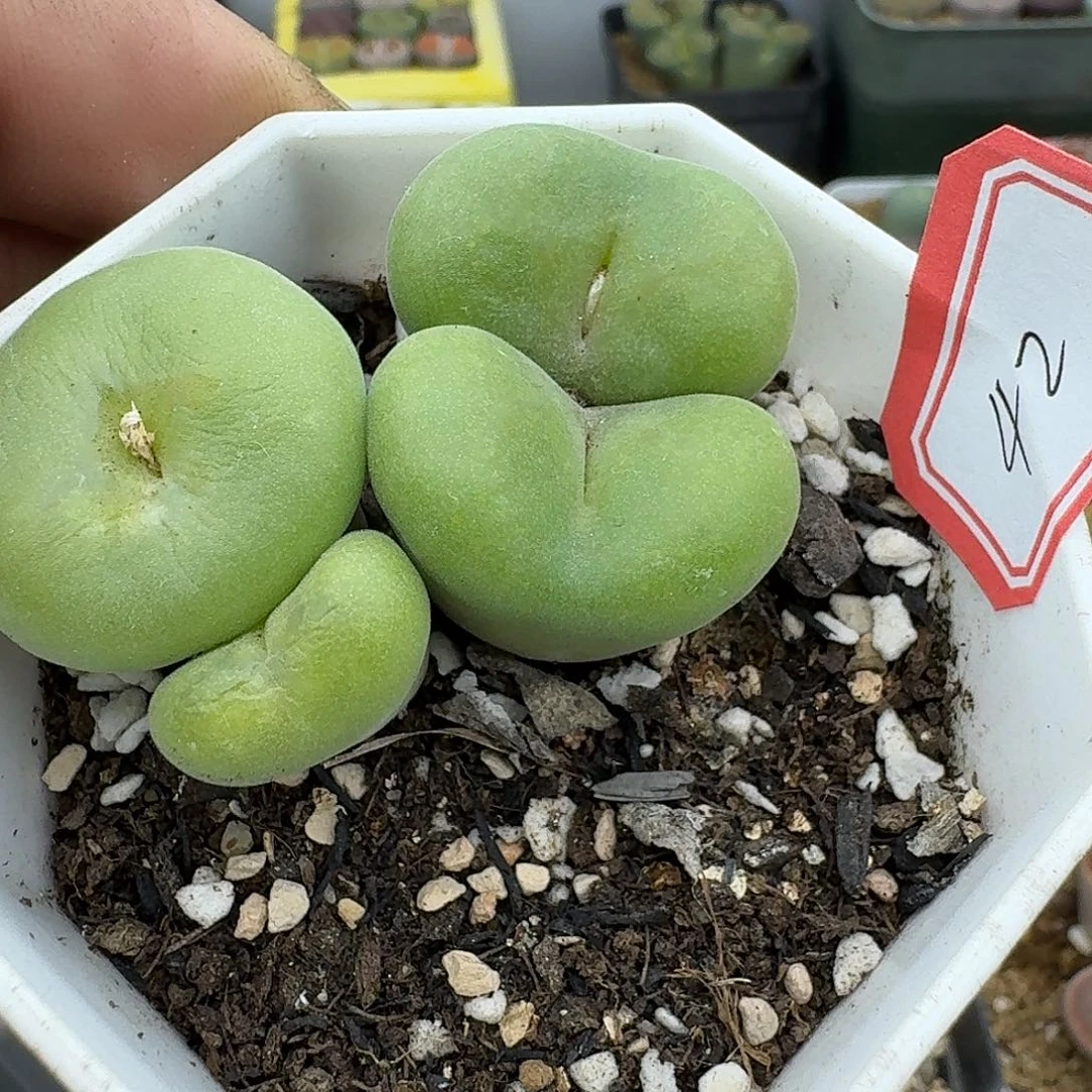 42多肉哈哈哈哈哈哈哈