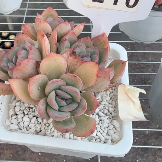 210晨露一物一拍多肉