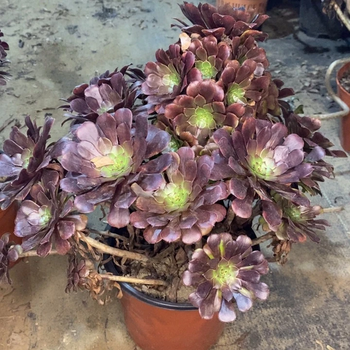 红桐多肉植物4。