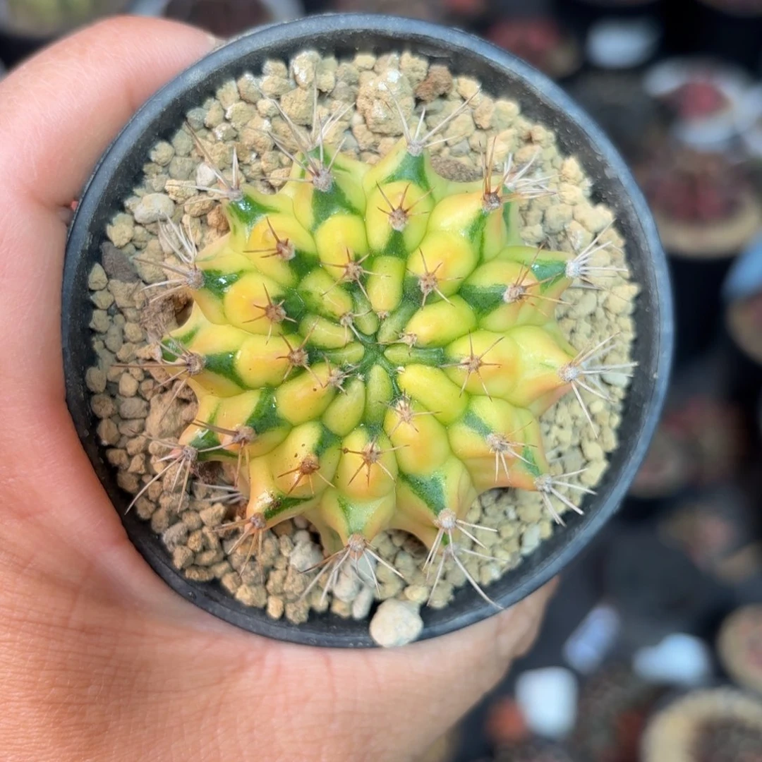 泰系米哈水裂特价仙人球20