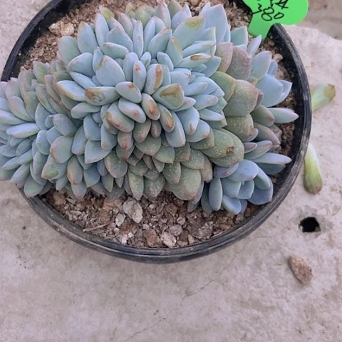 一物一拍星影缀化