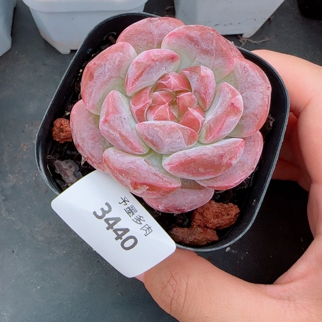 糯心冰魄福利，3440多肉植物