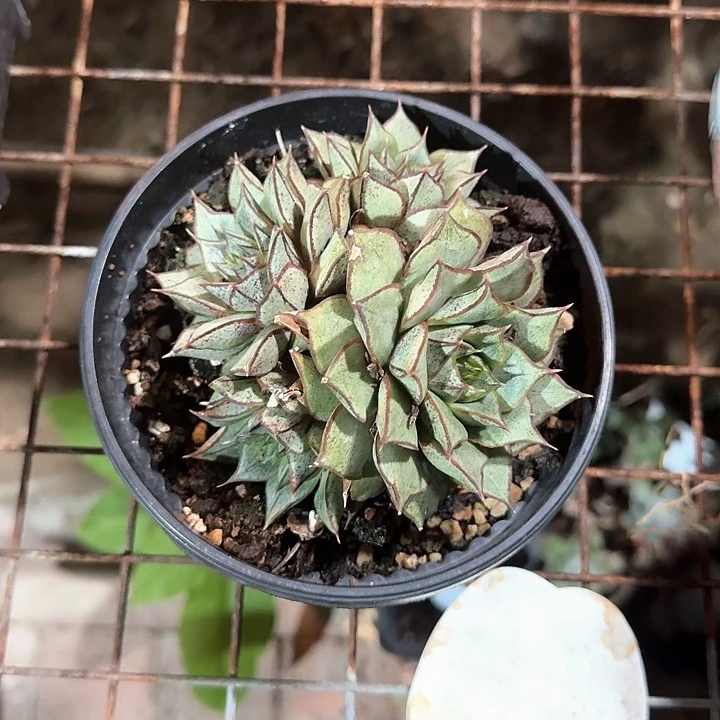 大合锦杂多肉植物