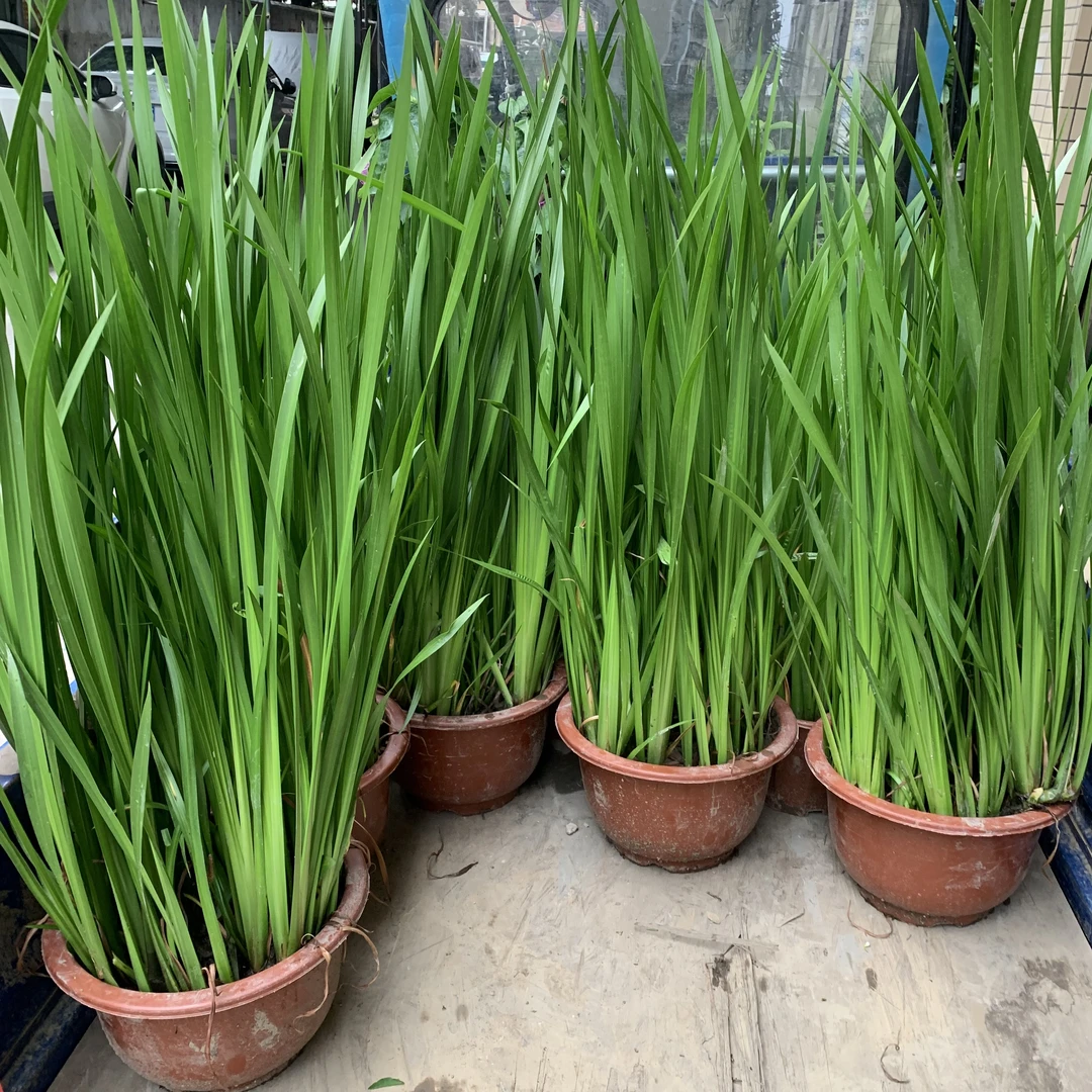 菖蒲盆栽水生植物挺水养植物香菖蒲水剑草水菖蒲草驱蚊虫净化水质