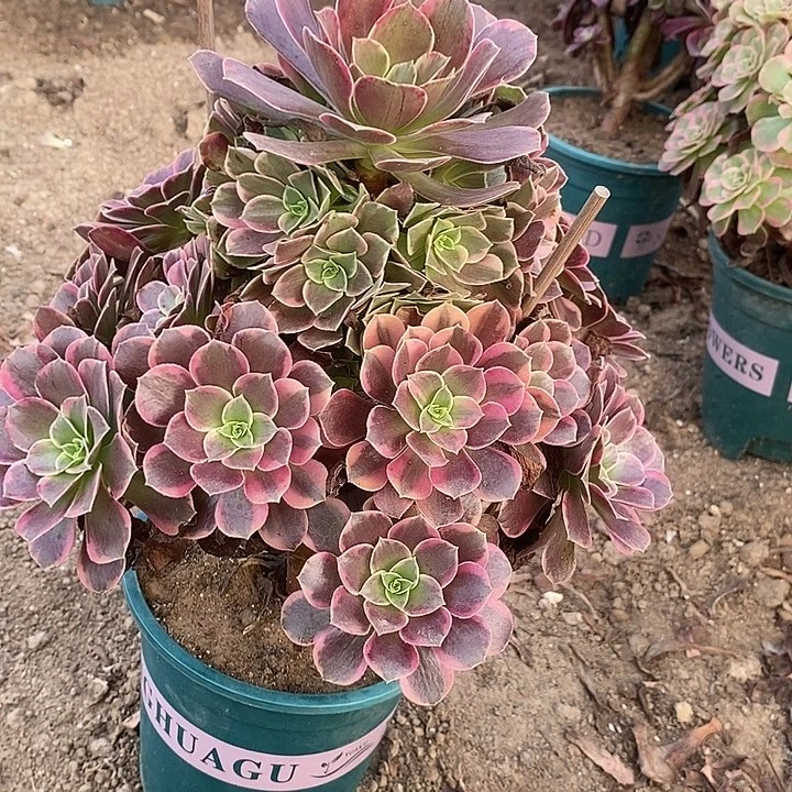 金丝雀12多肉植物法师法师法师
