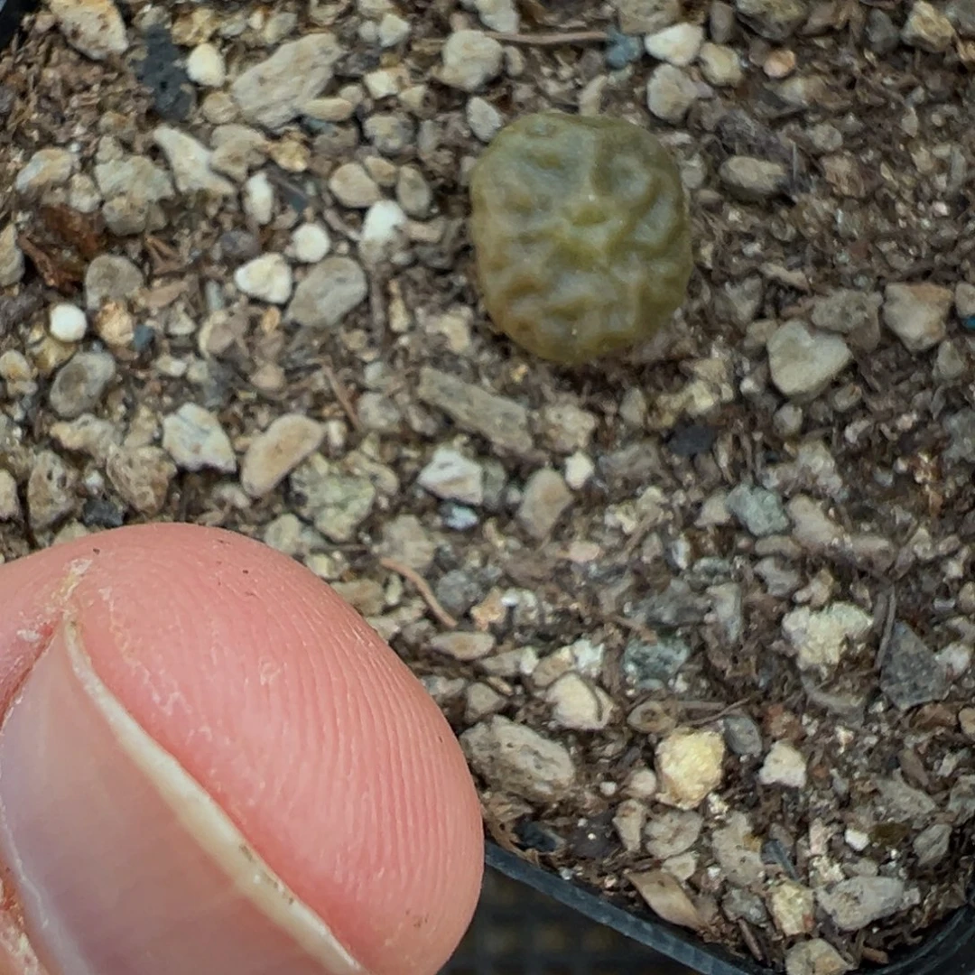 27-192超级烧麦多肉植物