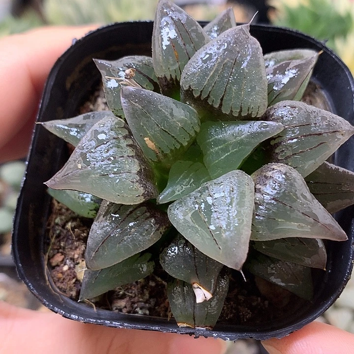 红纹寿带盆土发货