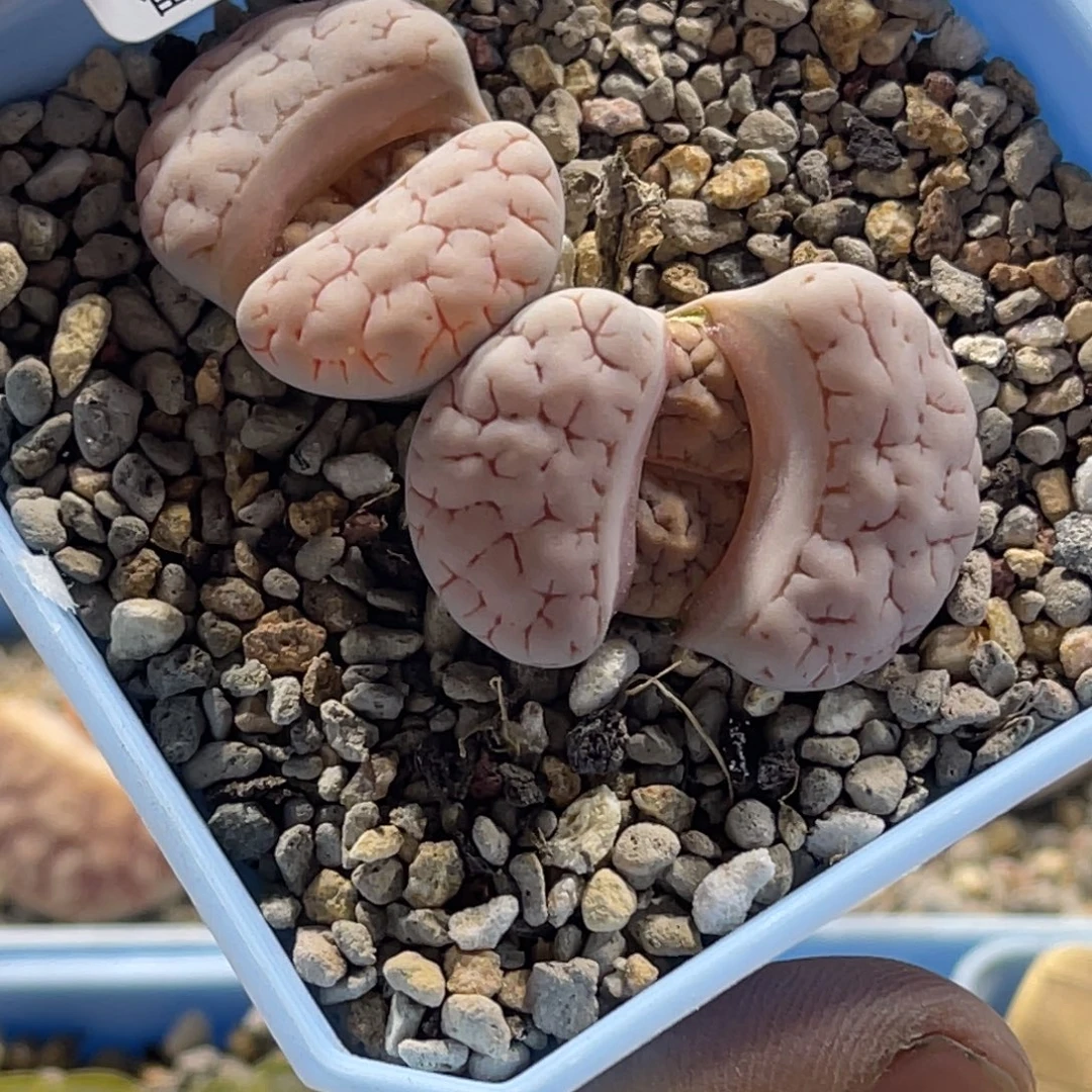 1097双头粉体189母本