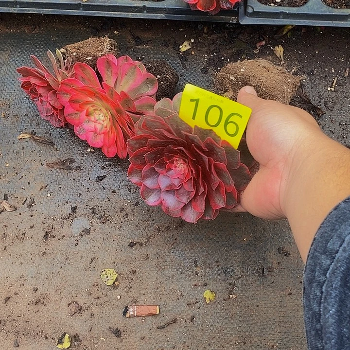 梦***虹0106多肉植物三颗