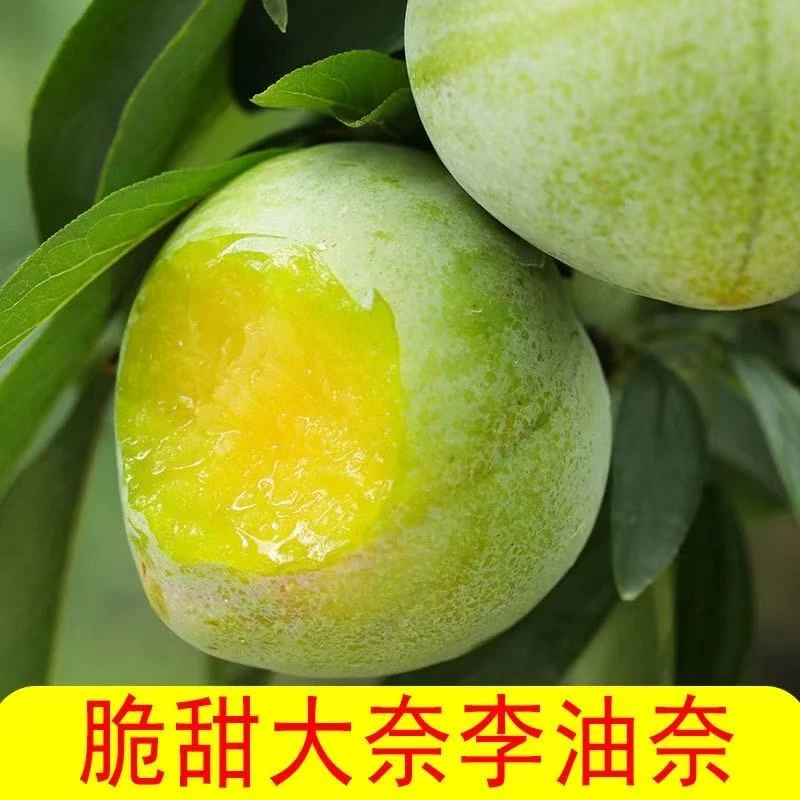 （开园价）新鲜奈李清脆脱骨可口酸甜多汁果园包邮 S4