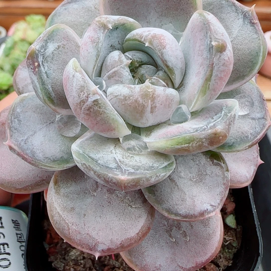 花语逸镜1009-11汉堡溏心母本