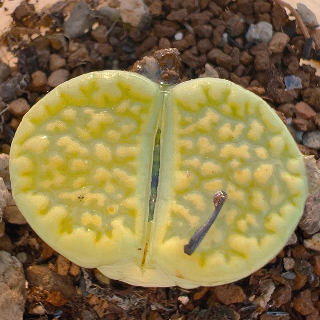 119多肉植物百科知识