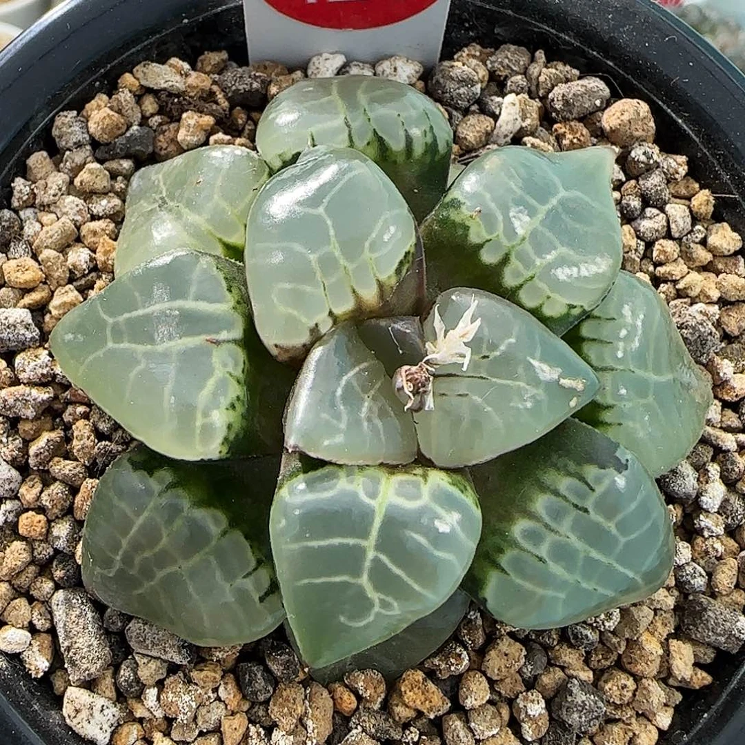 120号实生玻璃克一物一拍带盆土