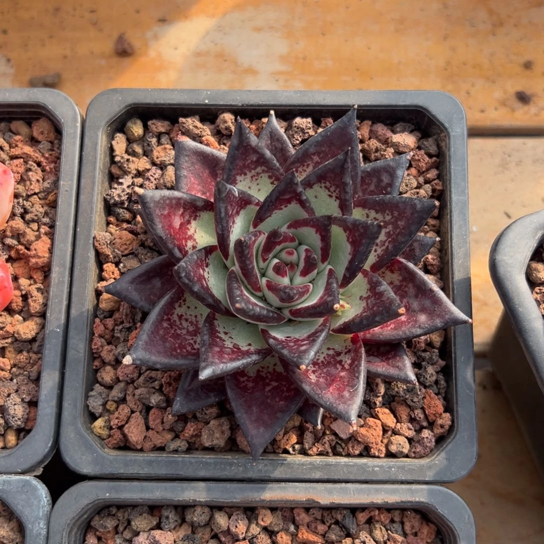 多肉黑檀乌木【非偏远地区满18包邮】