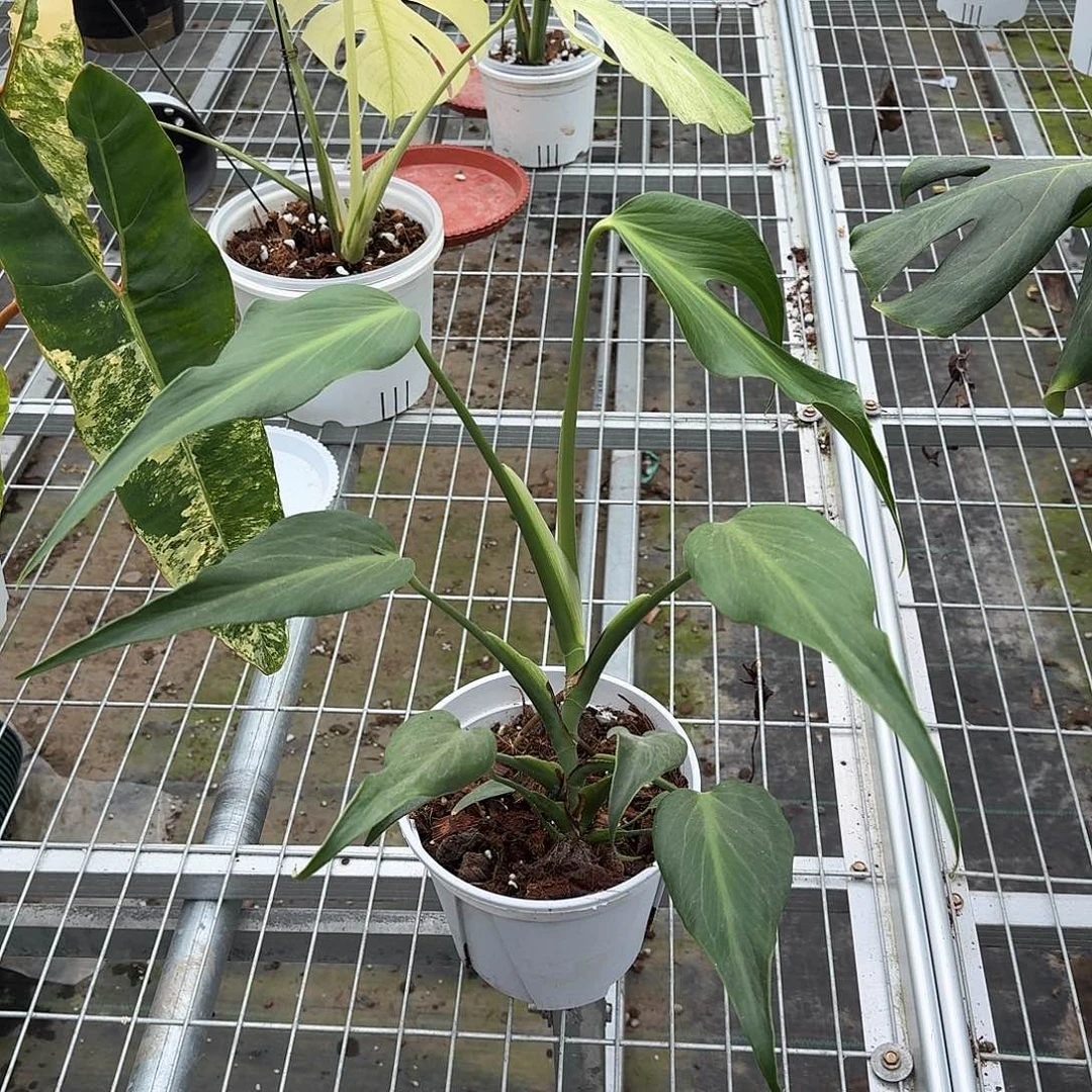 无花朵火焰巴西龟F2