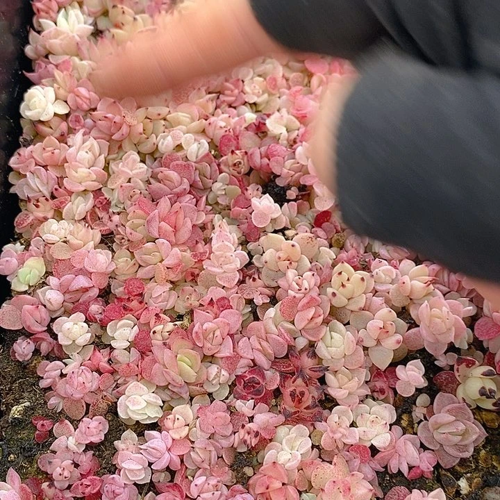 78 多肉植物盆栽花卉植物