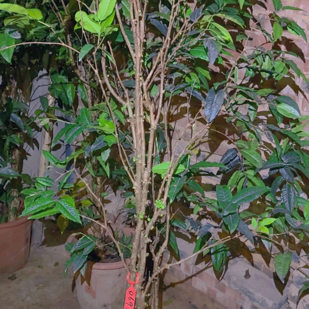 明***%无花朵一物一拍，四季艾斯卡