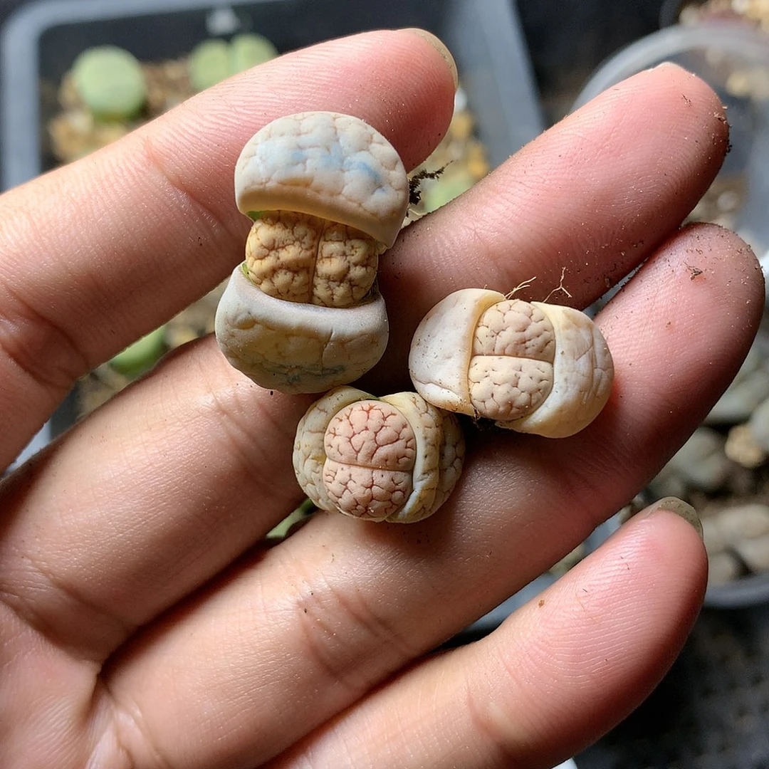 戴**3B251多肉植物保护