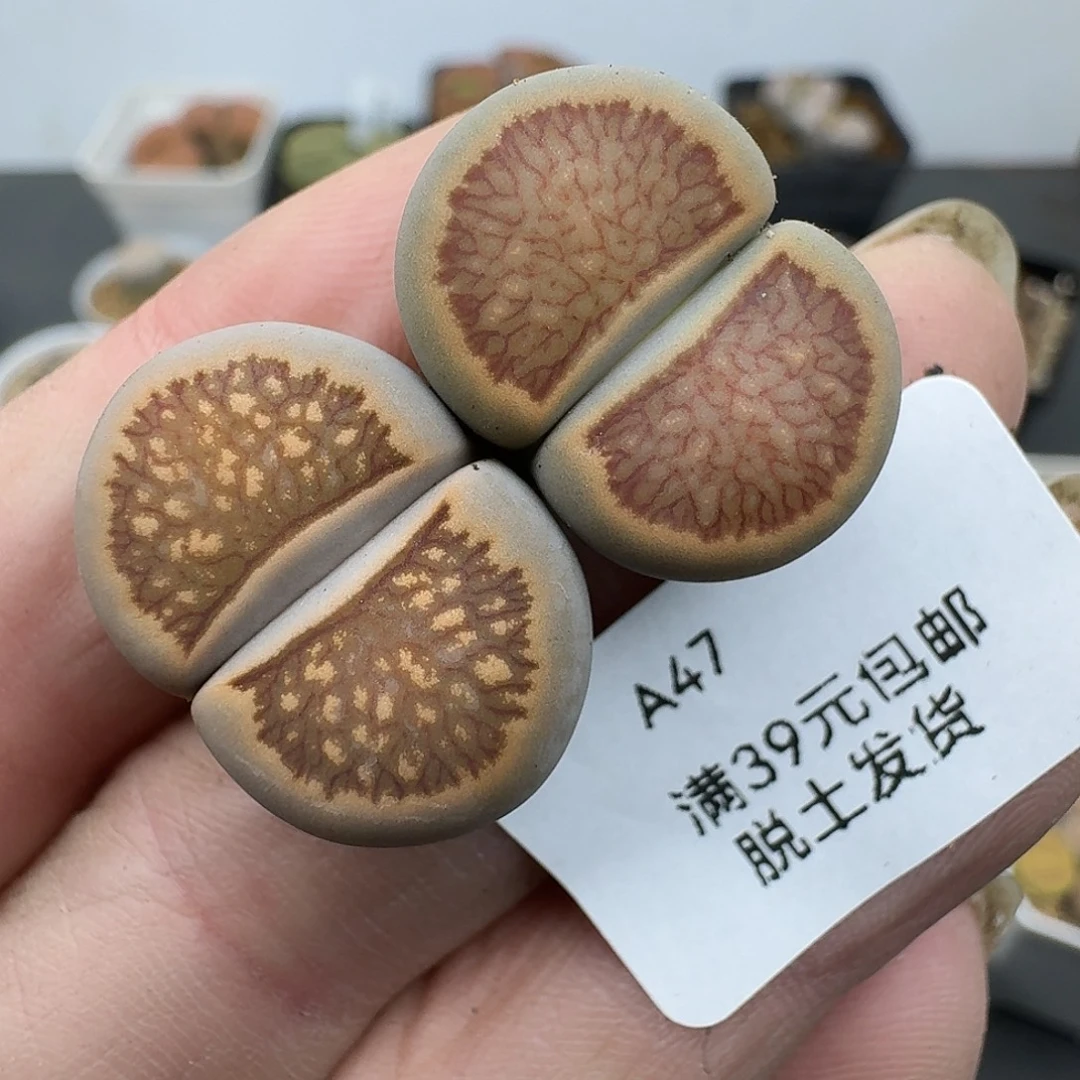 47多肉哈哥哥哥哥哈