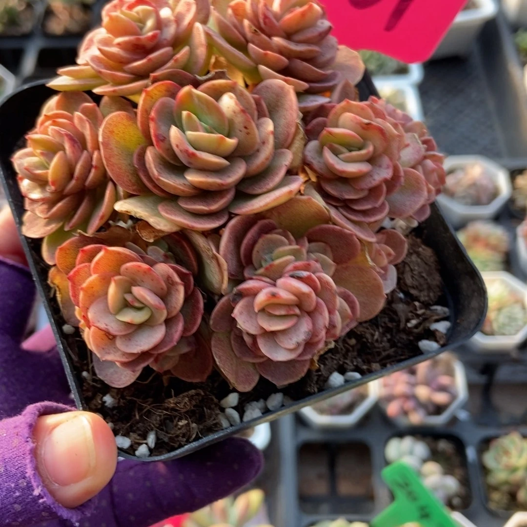 7001秀妍多肉植物多肉