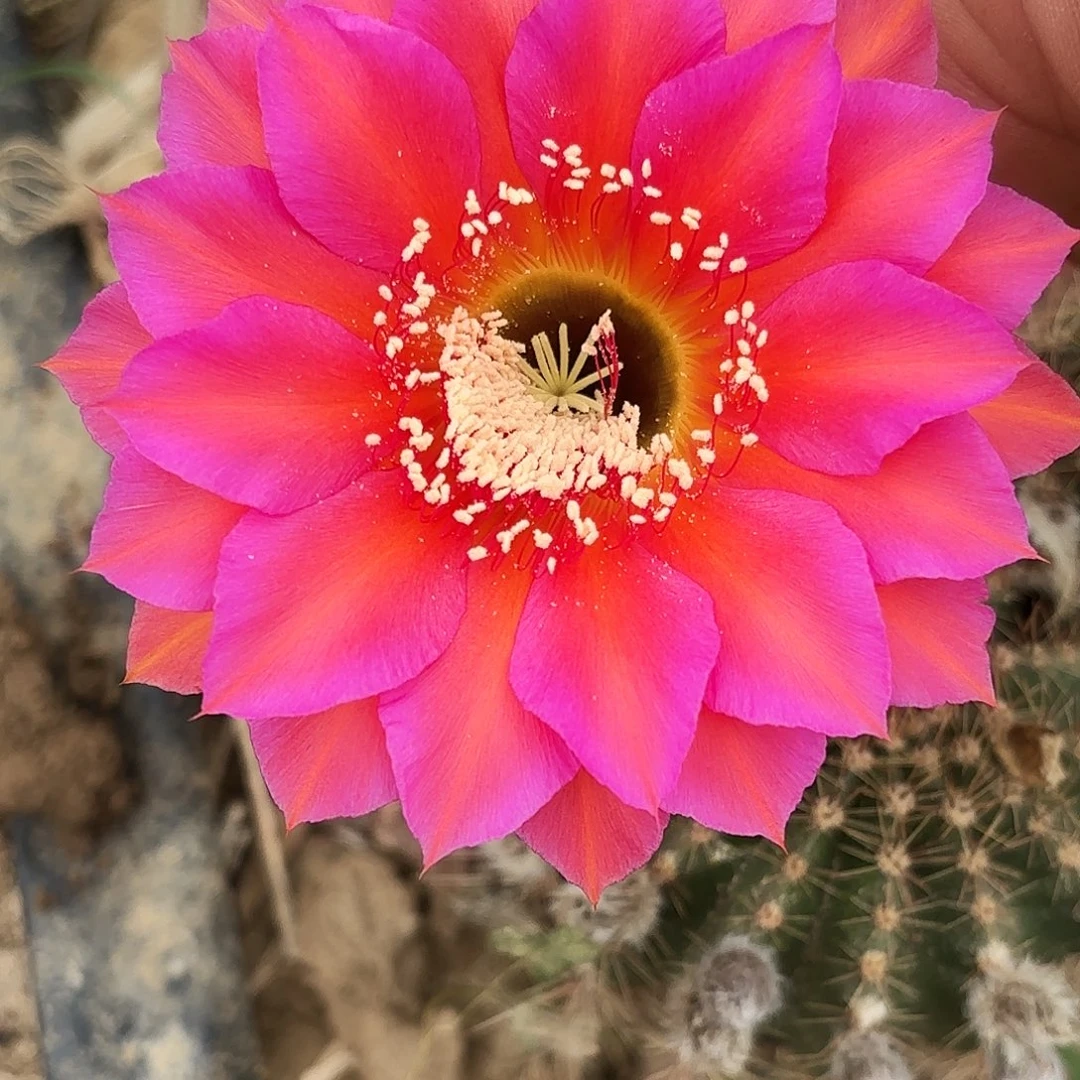 231 实生带根仙人球瑕