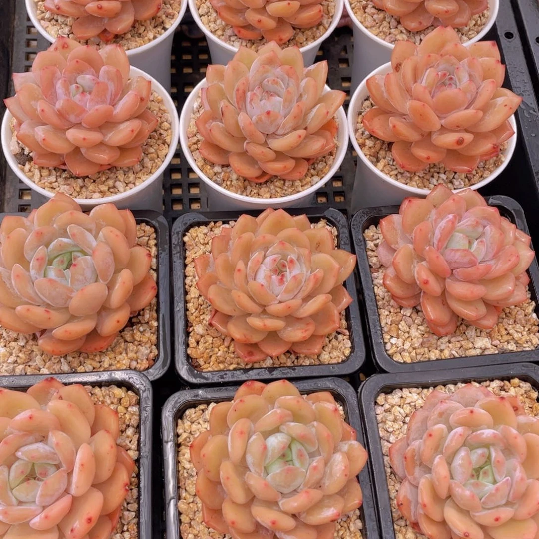 量拍9号 冰透雪天使梦露大单头一个