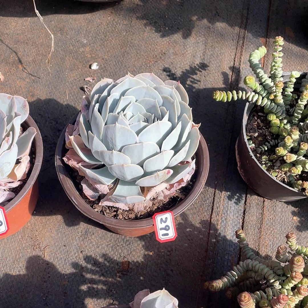 291圣卡 一物一拍多肉