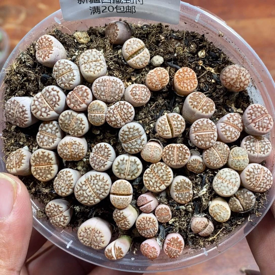 多肉蛋炒饭感谢您相伴512