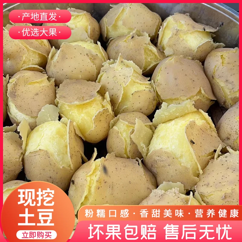 甘肃定西2025年黄心沙面土豆