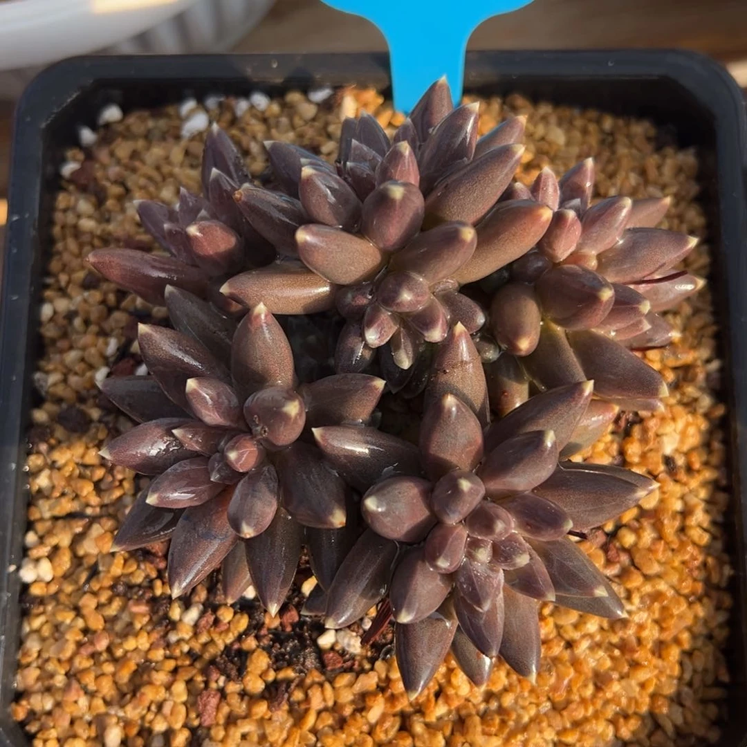 1-17-17精控乌拉克拉多肉植物