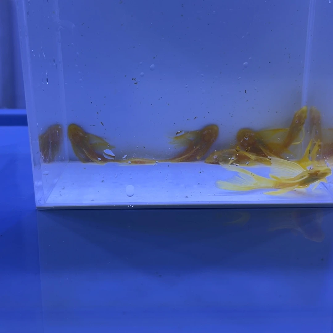 孔雀鱼大帆6条开箱视频报损