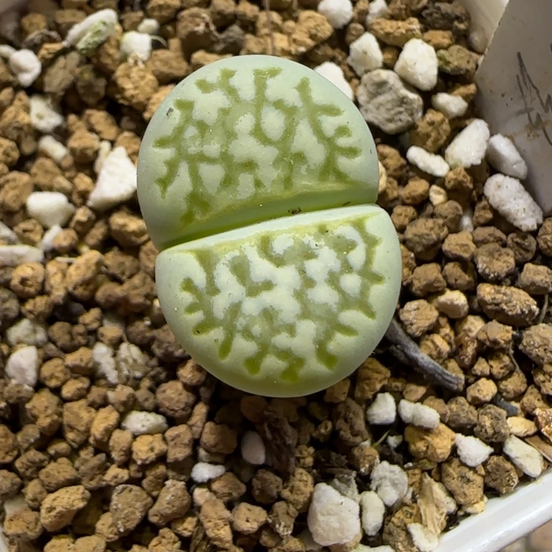 12.10。     绿网纹。    2003