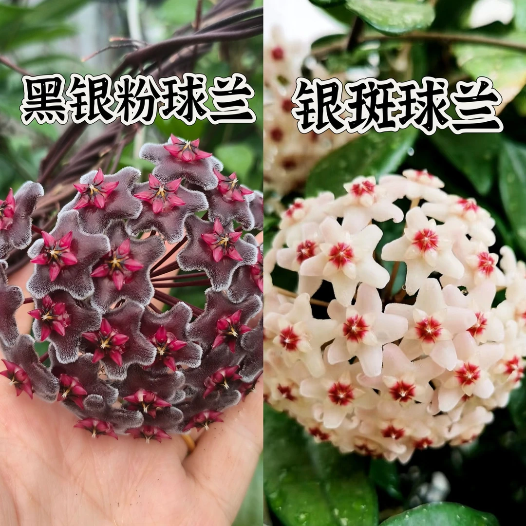 【银斑+黑银粉】中苗组合阳台办公室爬藤垂吊球兰