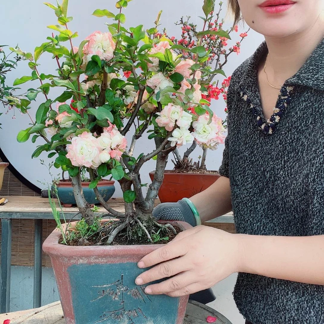 海棠的盆景盆栽盆景