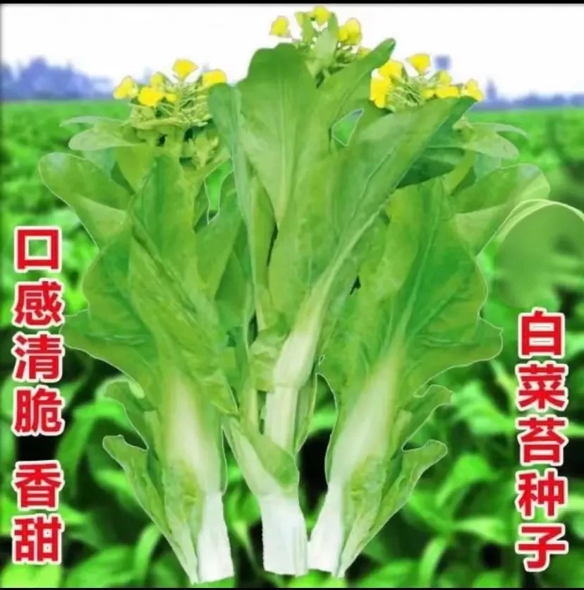 【白菜苔种子】速生种籽菜种苔菜四季菜心菜速生