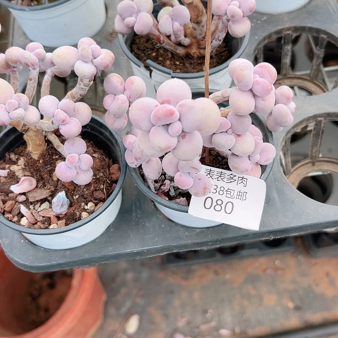 发***呆多肉一物＿拍植物080