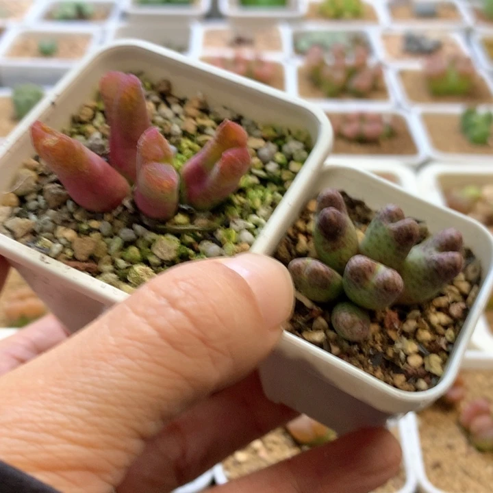 凯*门专拍专拍 肉锥植物